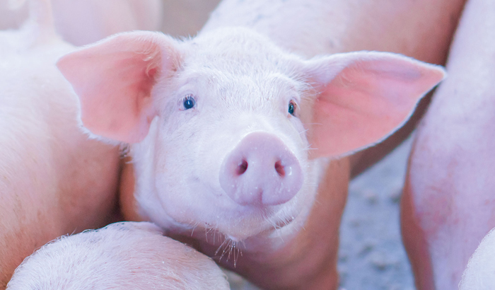 Pig's face