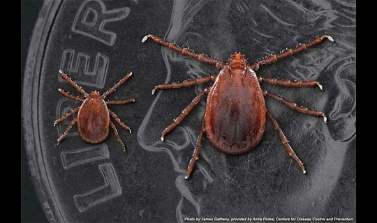 longhorned ticks