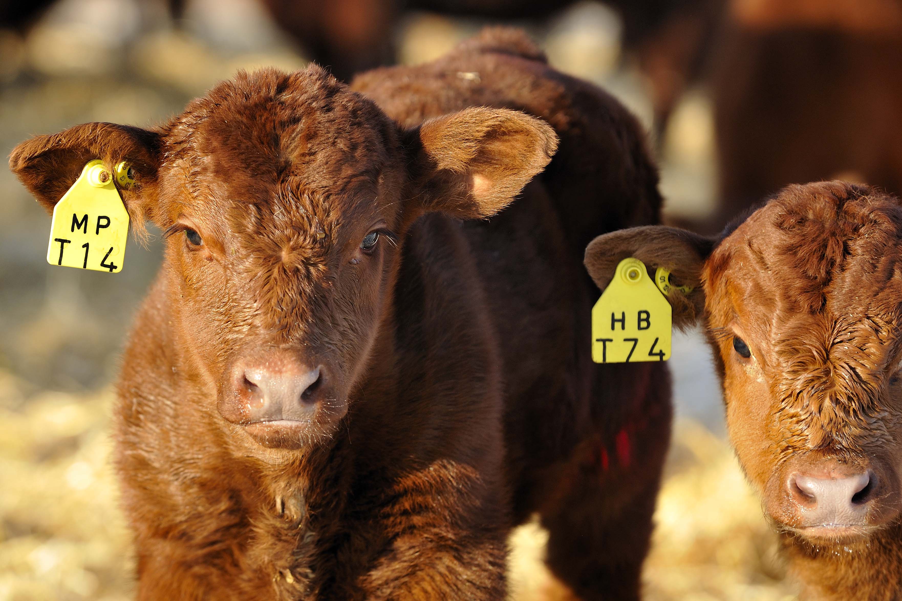 two brown calves