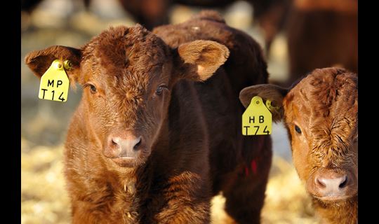 two brown calves