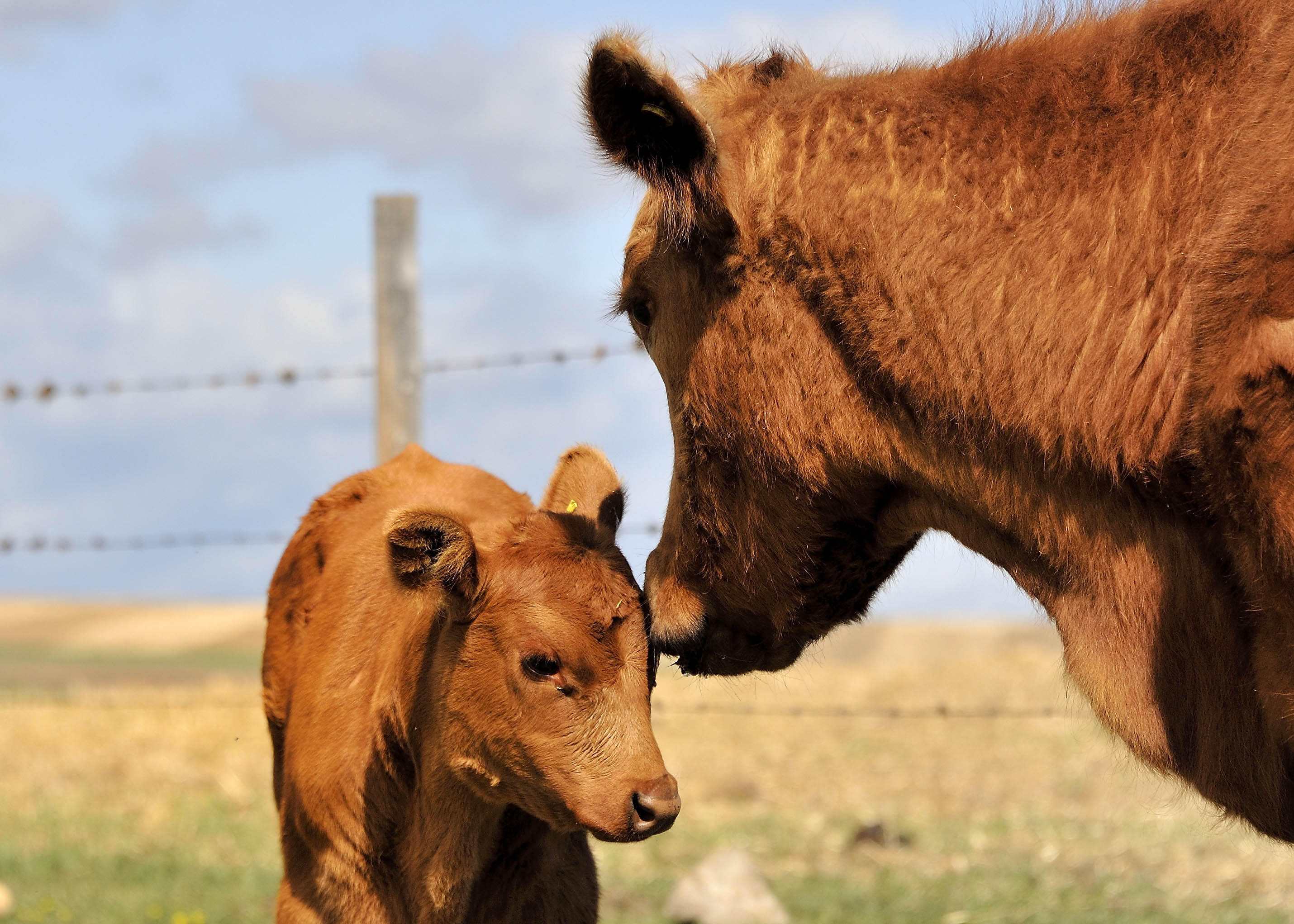 young brown calf with female cow