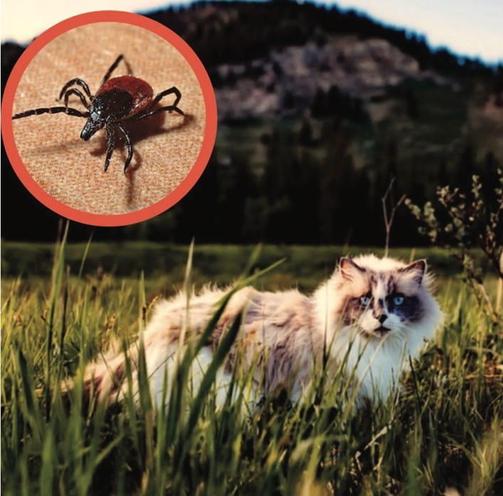 cat tick prevention
