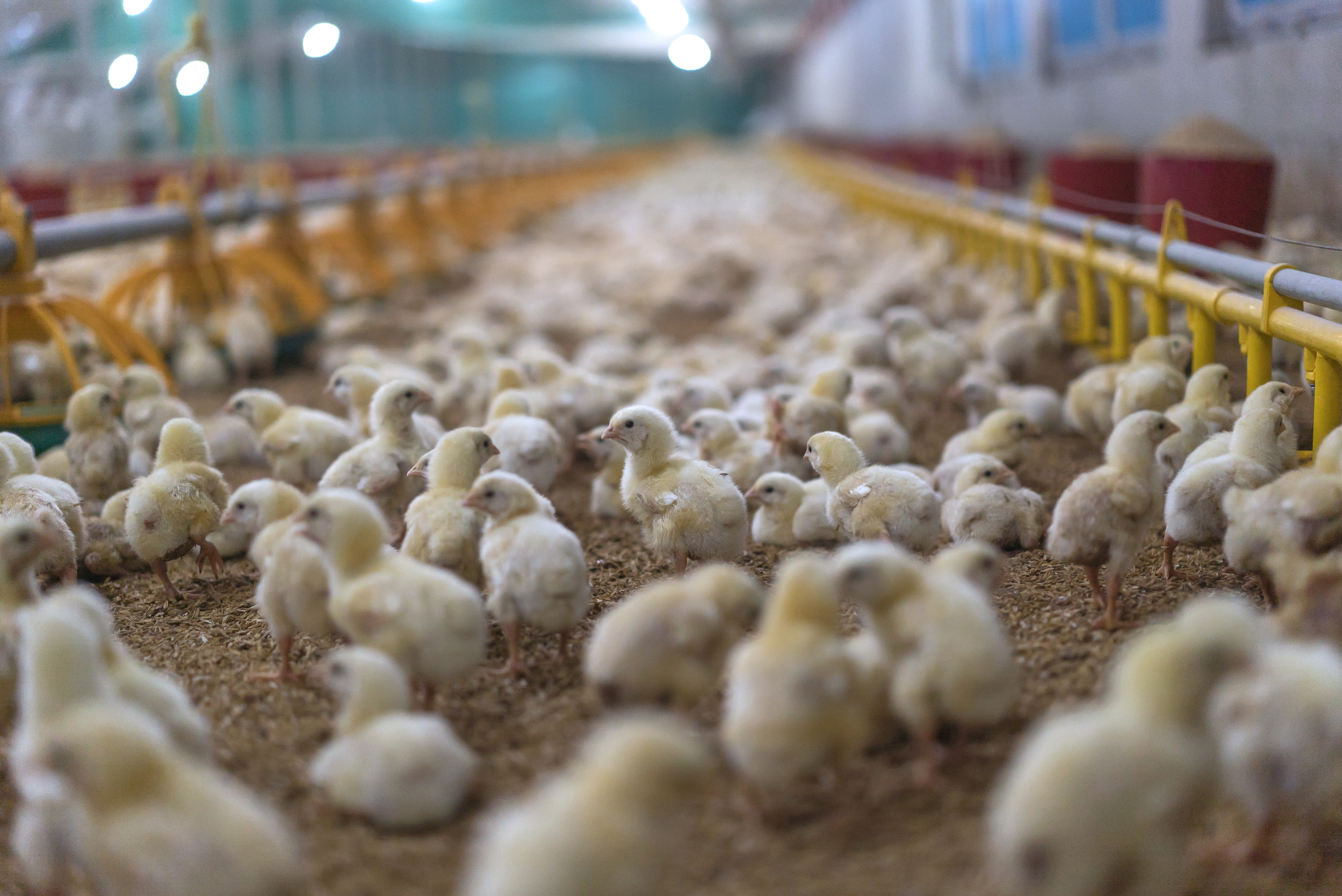 baby chicks in hatchery
