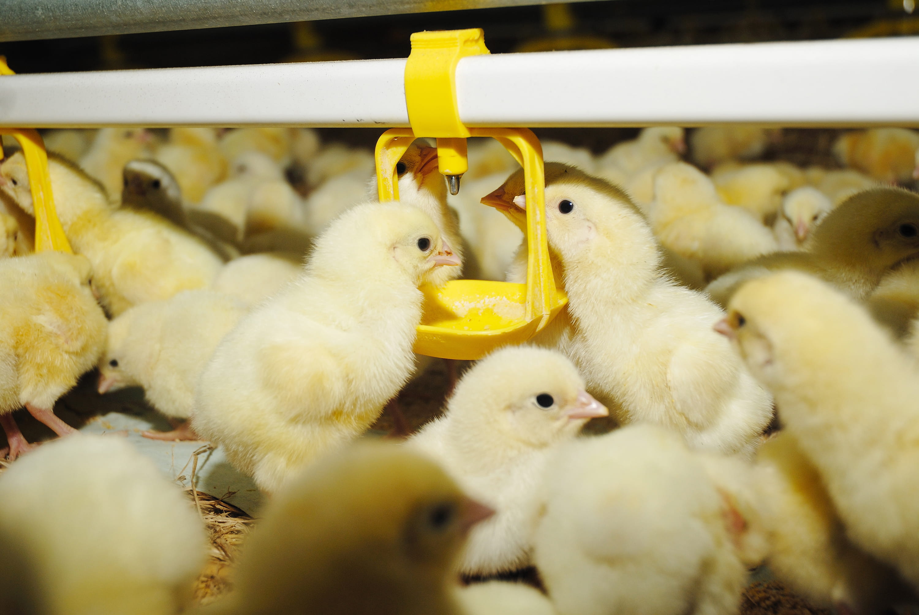 Chicks Drinking