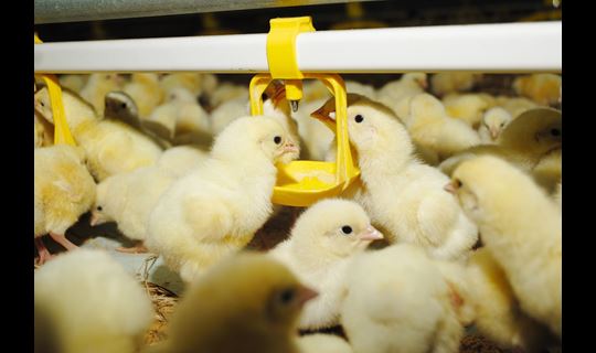 Chicks Drinking