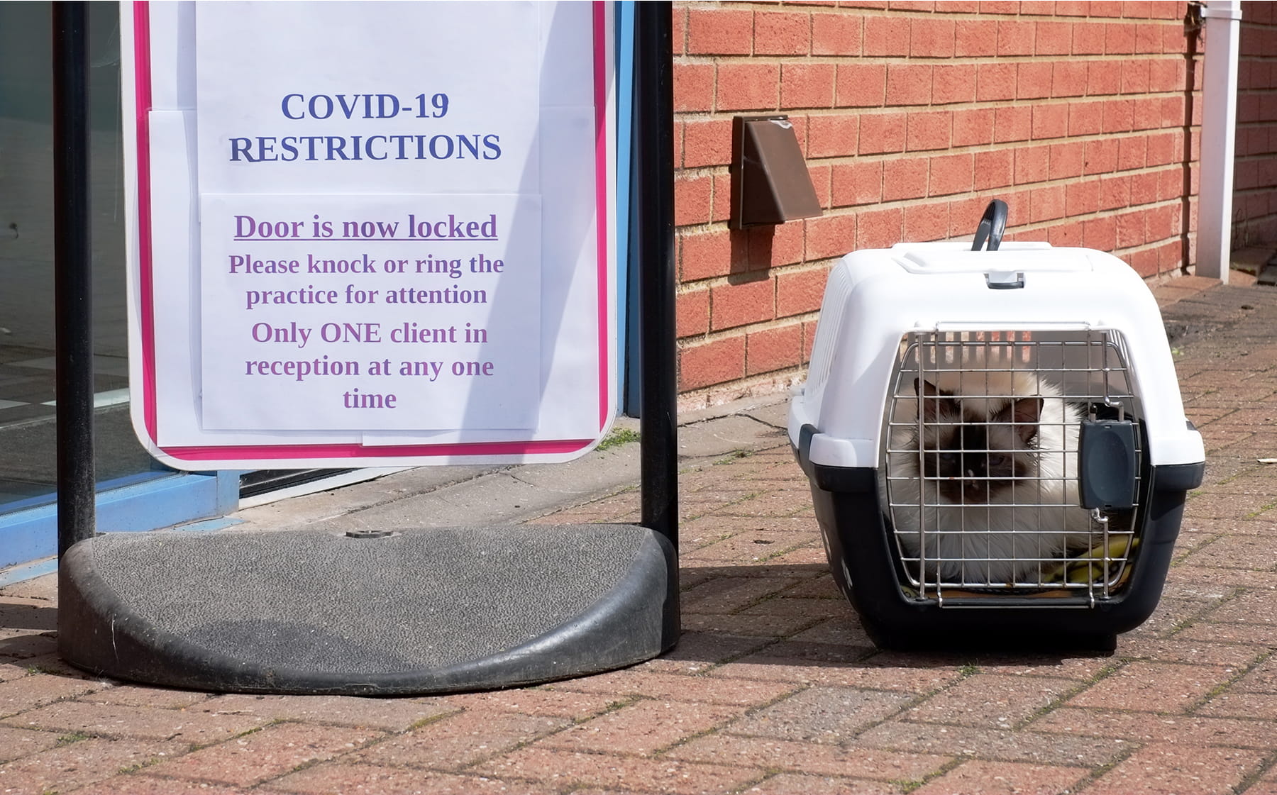 Cat outside of veterinary clinic with new COVID-19 Restrictions sign