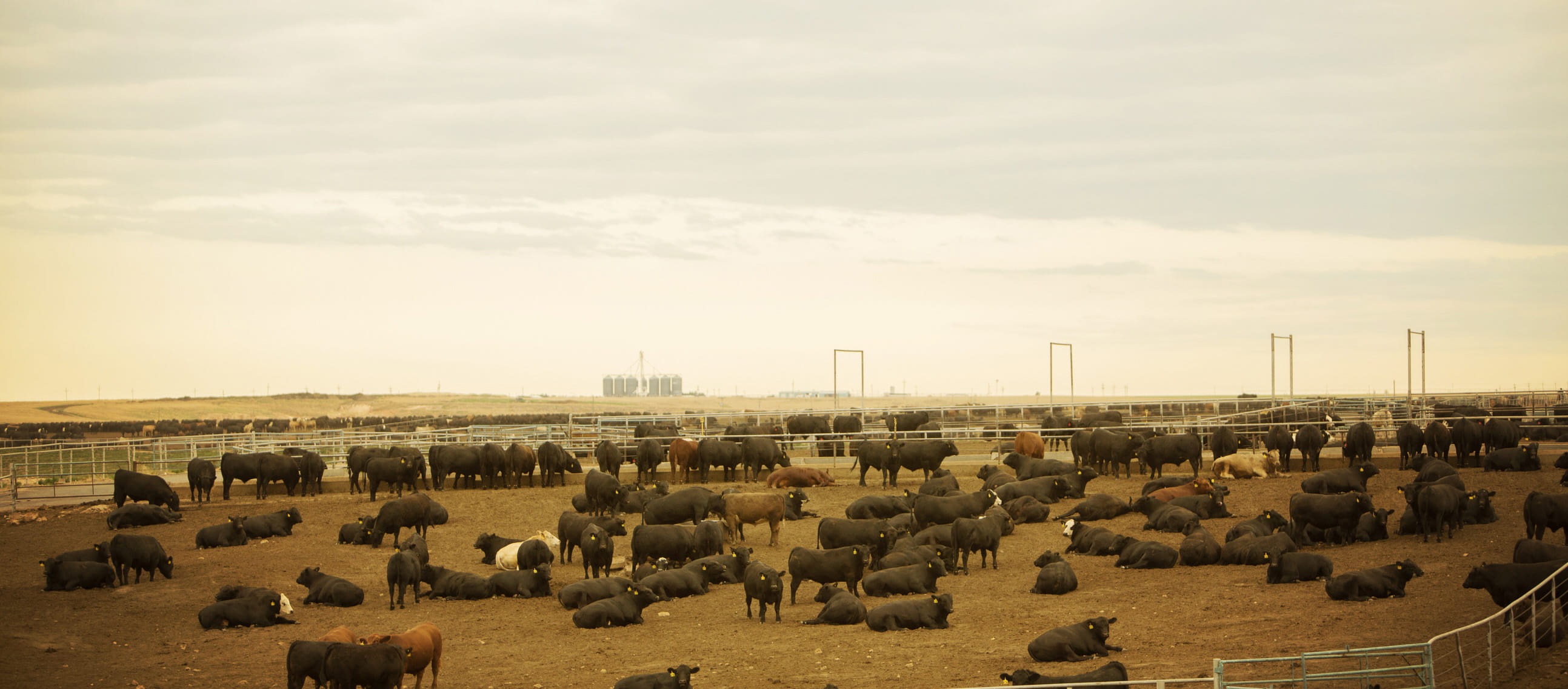cows in field
