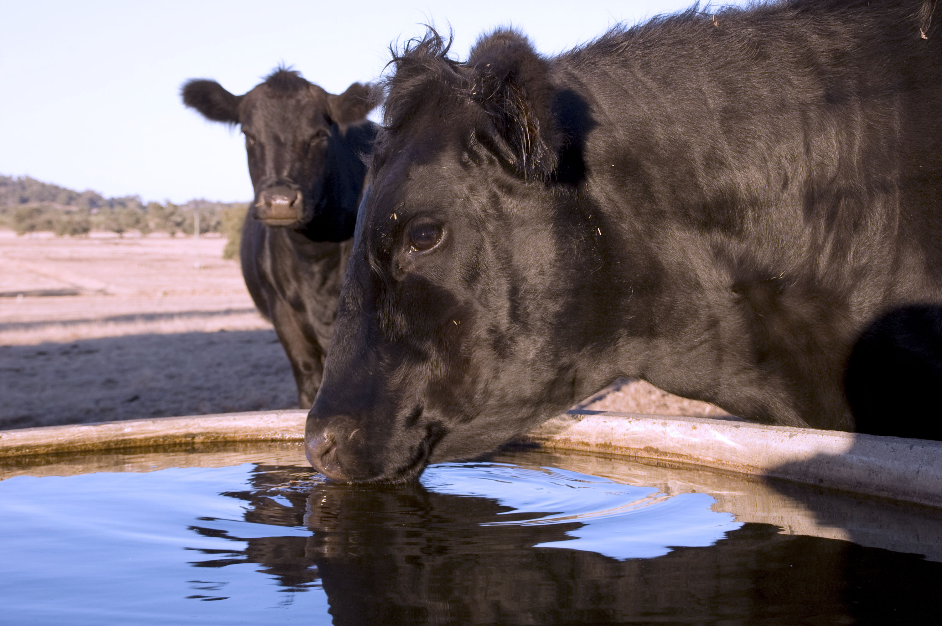 cow drinking water