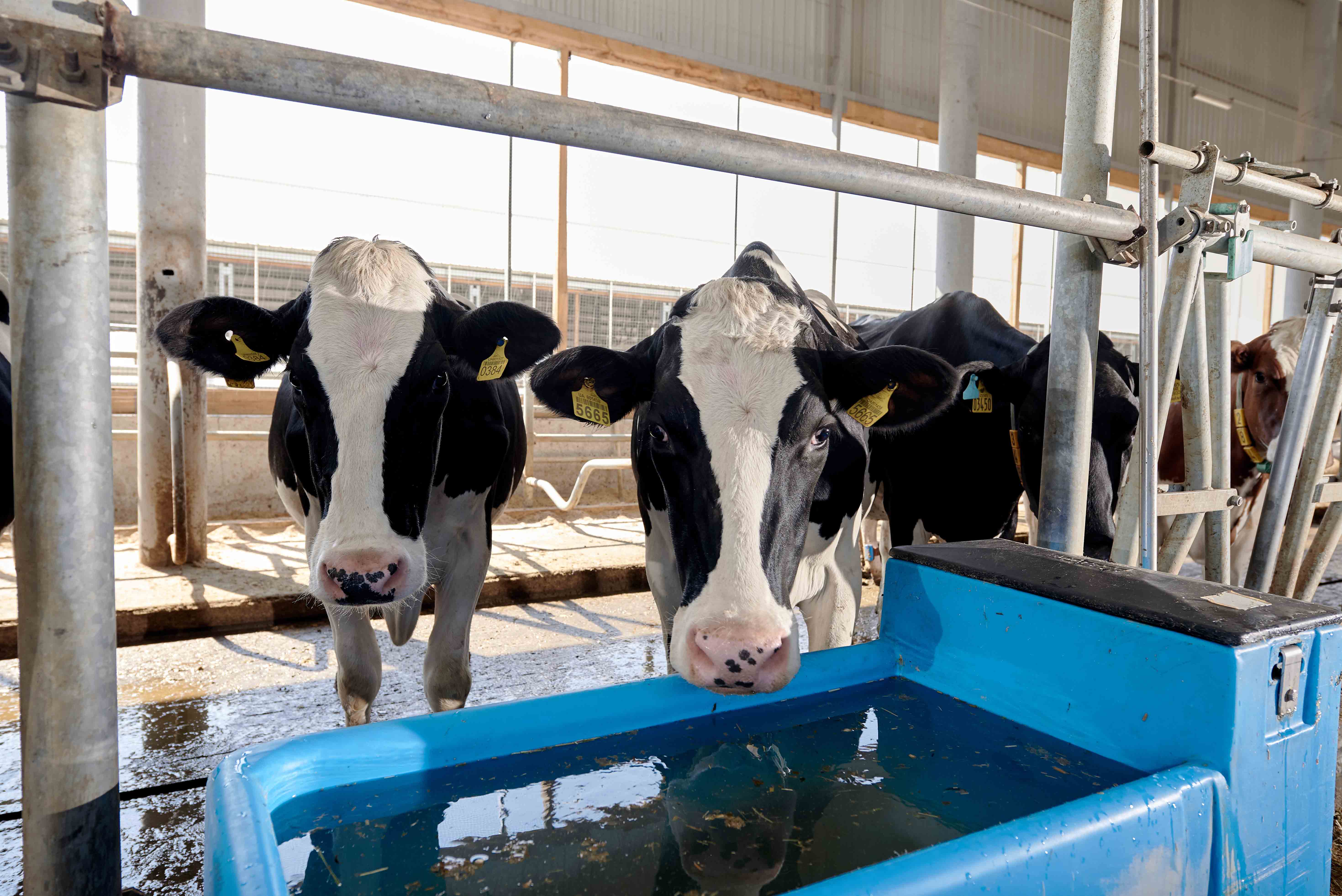 dairy cows drinking water