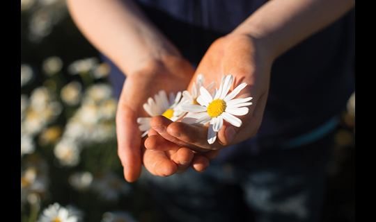Daisies in Hand