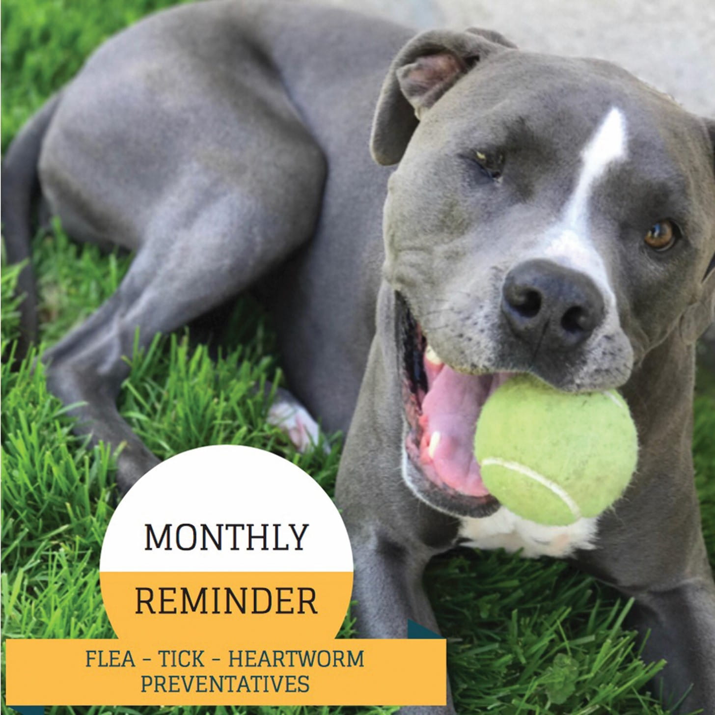 monthly reminder flea, tick, heartworm prevention social media post example with dog