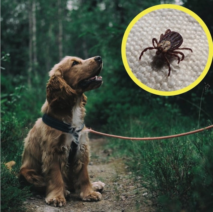 puppy tick prevention
