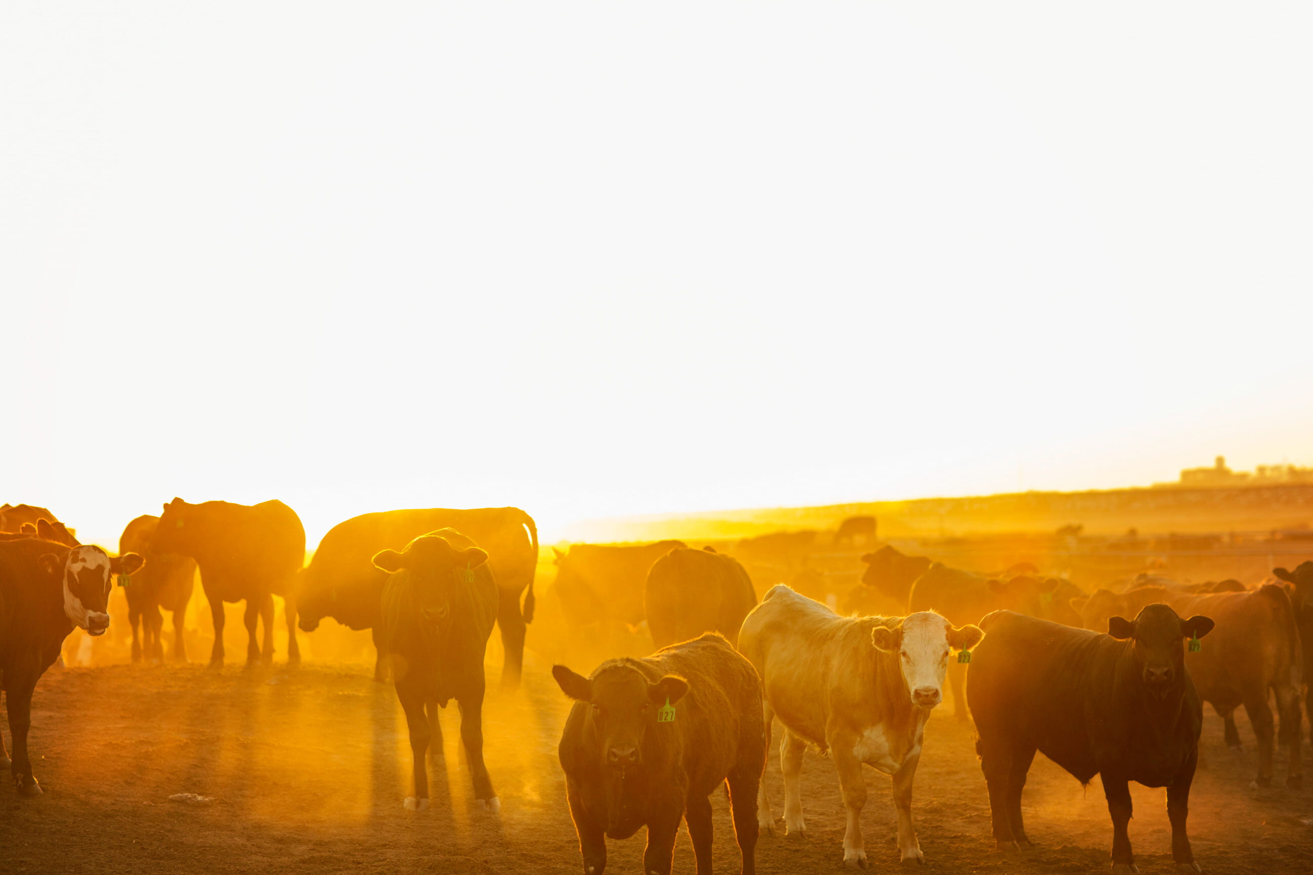 feedyard at sunrise