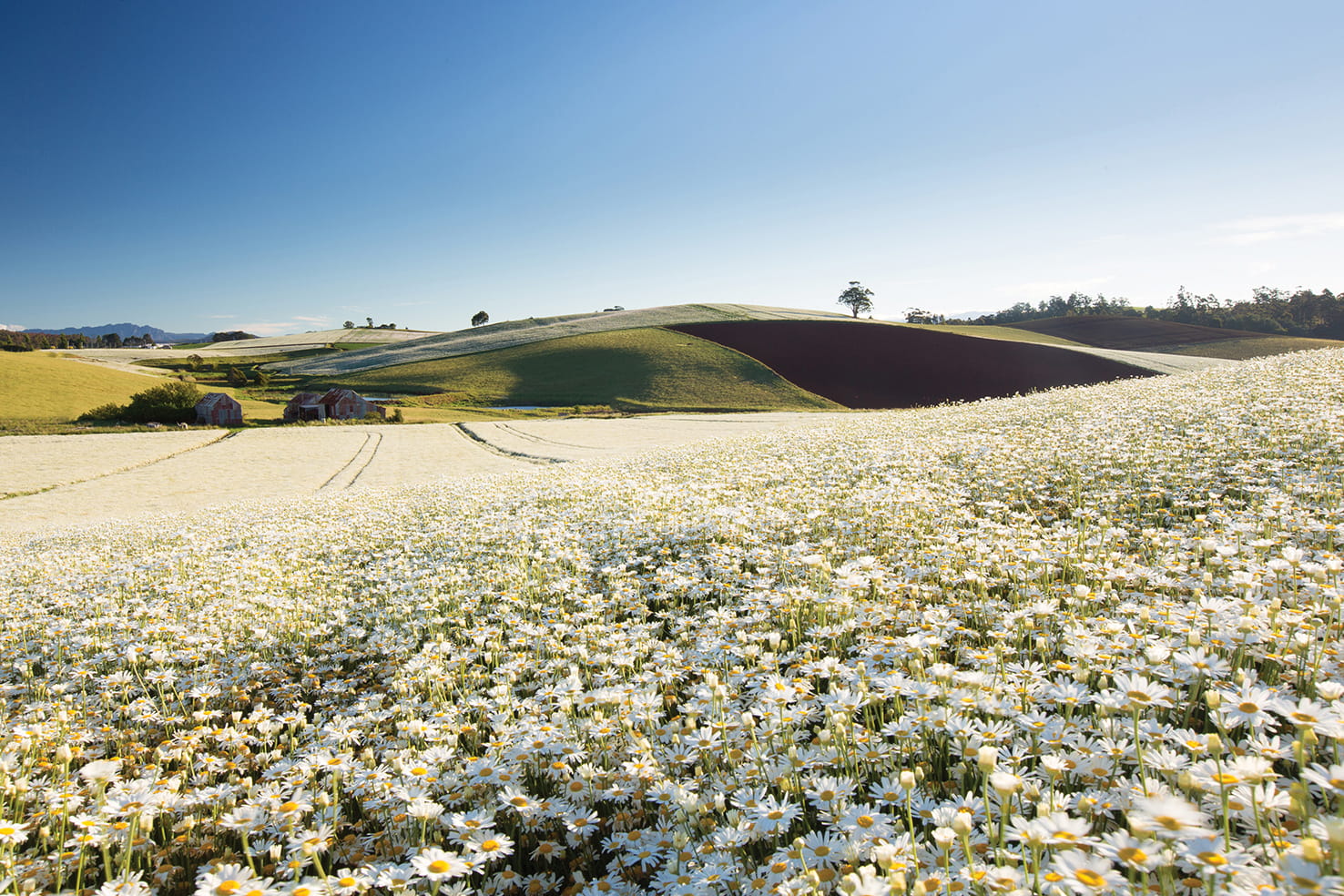 Field of Daisies