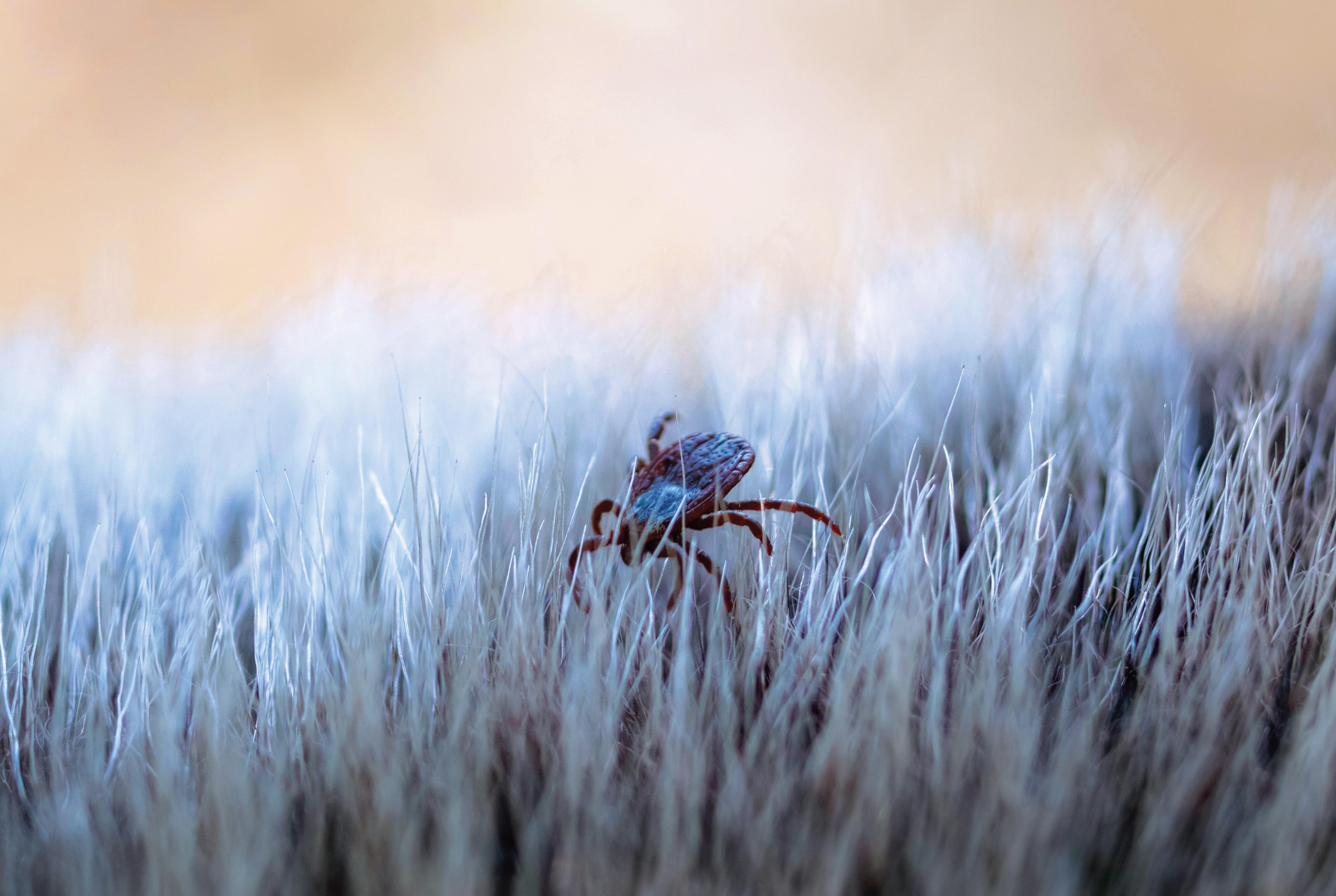 tick on dog's fur