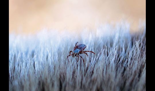 tick on dog's fur