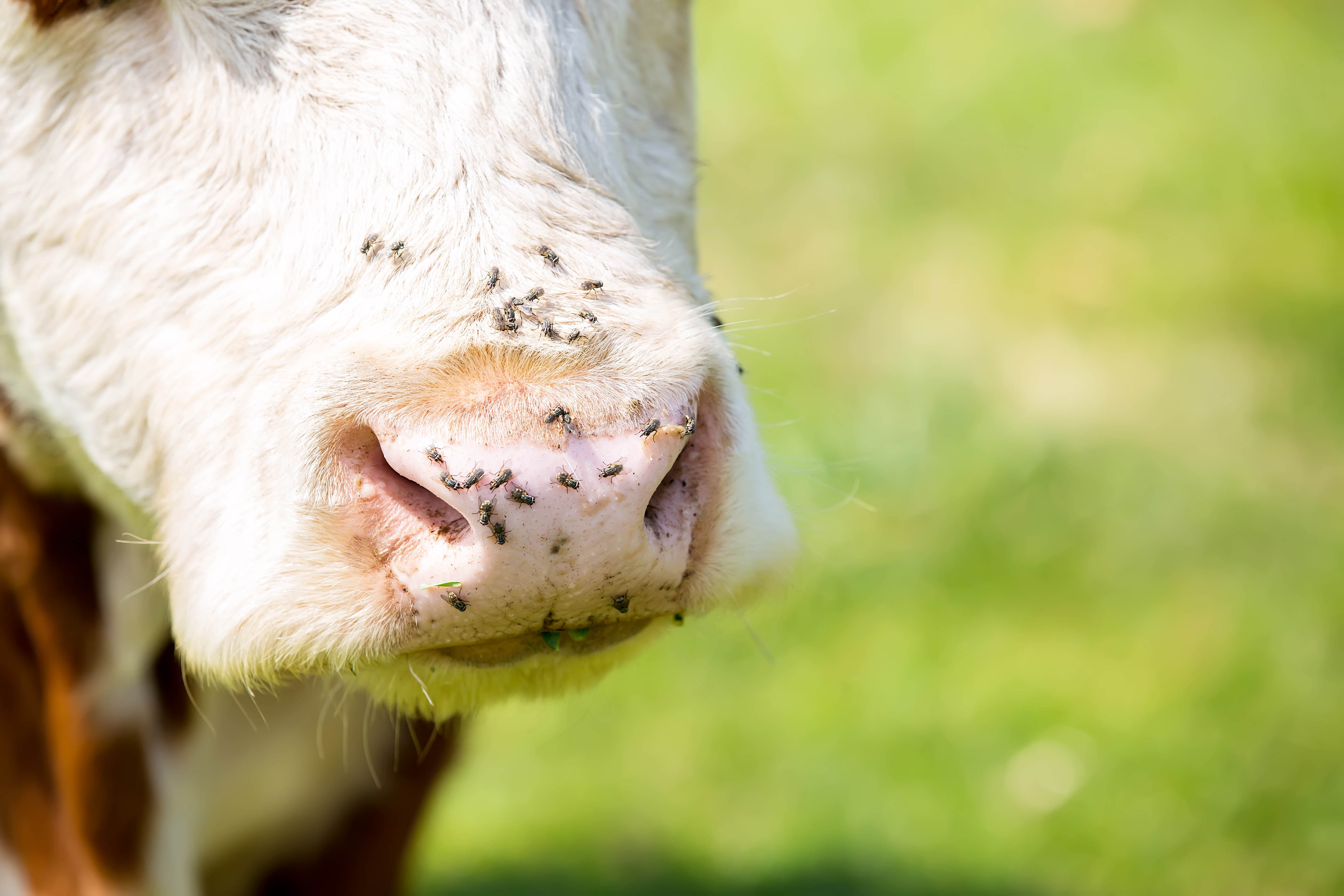 flies on cow nose