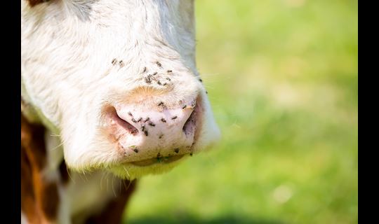 flies on cow nose