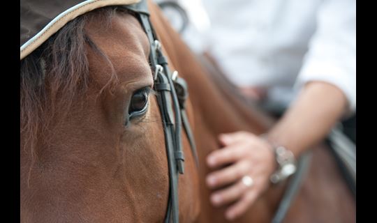 horse chip hand