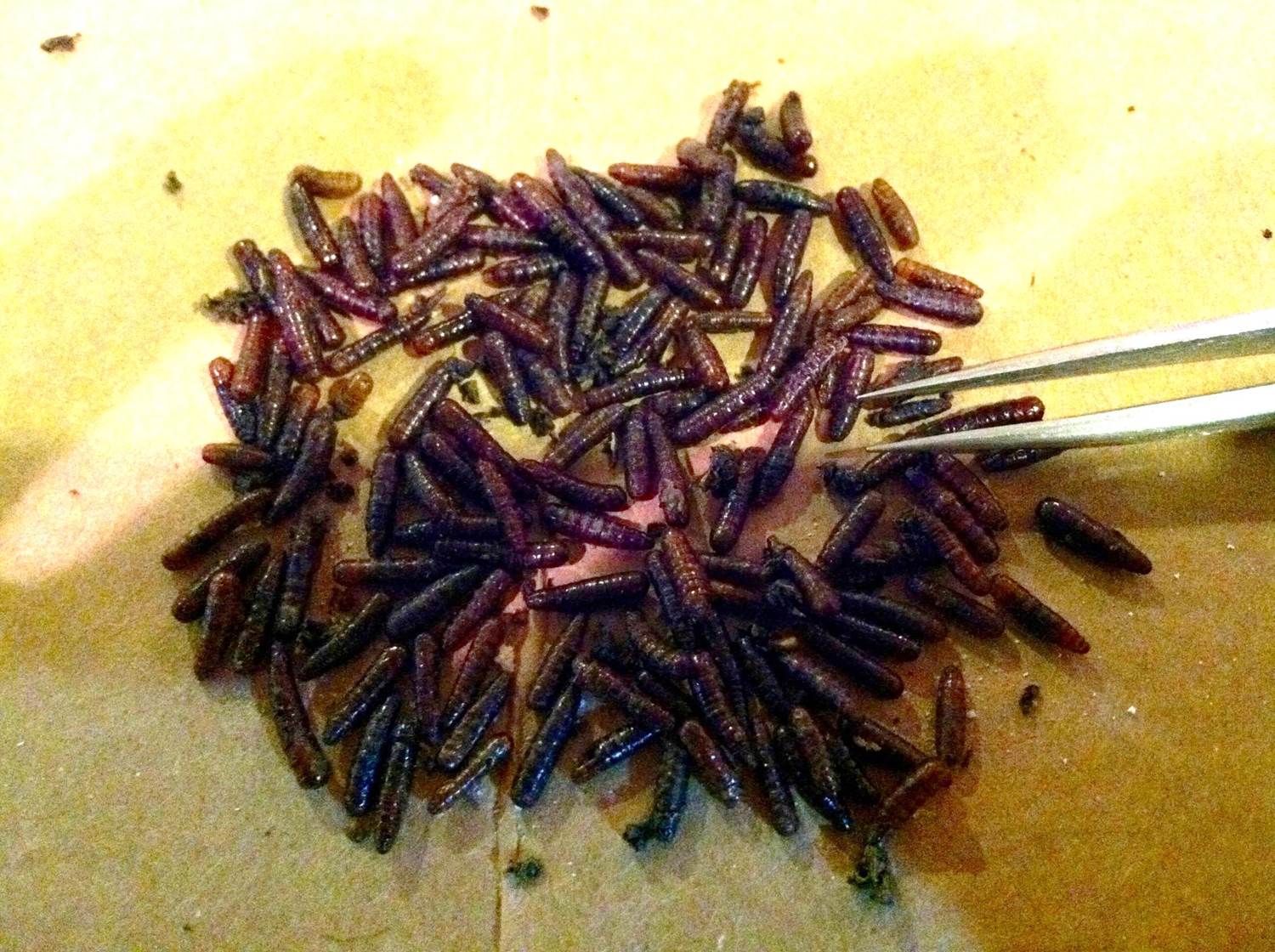 House Fly Pupae