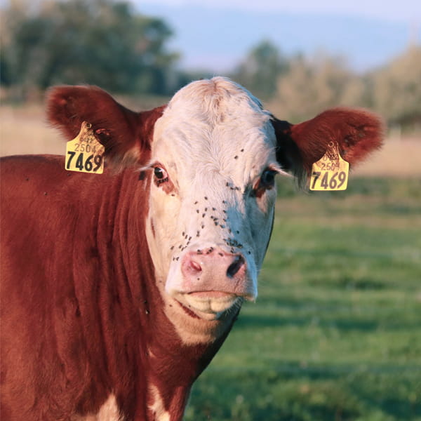 flies on cow's face