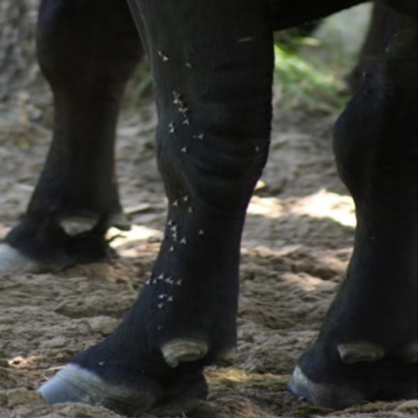stable flies on cow's leg