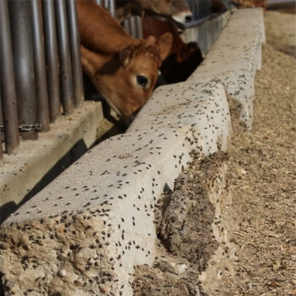 house flies near cows