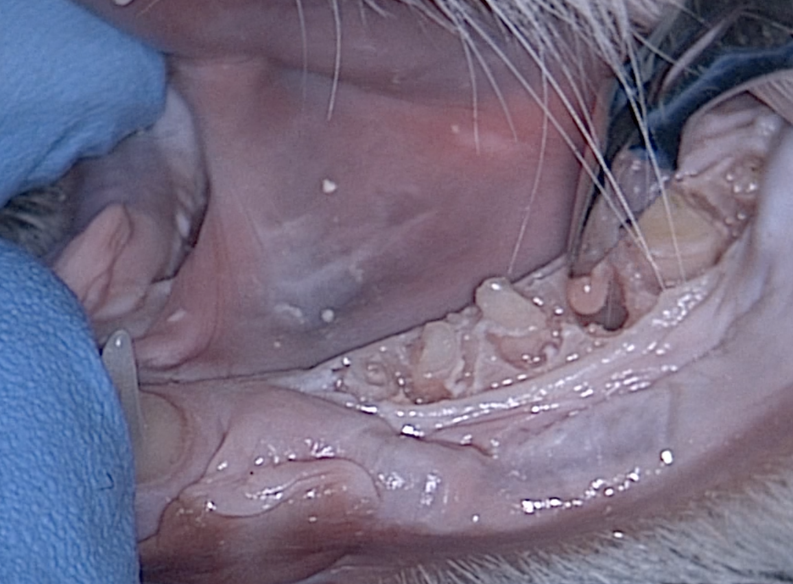 Root tip pick removing fragment