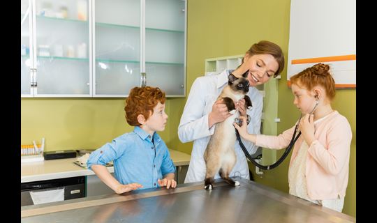 vet kids cat