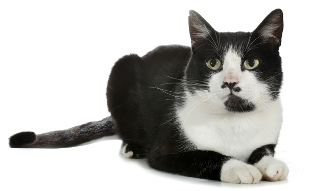 Black and white cat