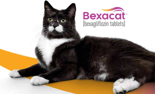 Bexacat logo with black and white cat