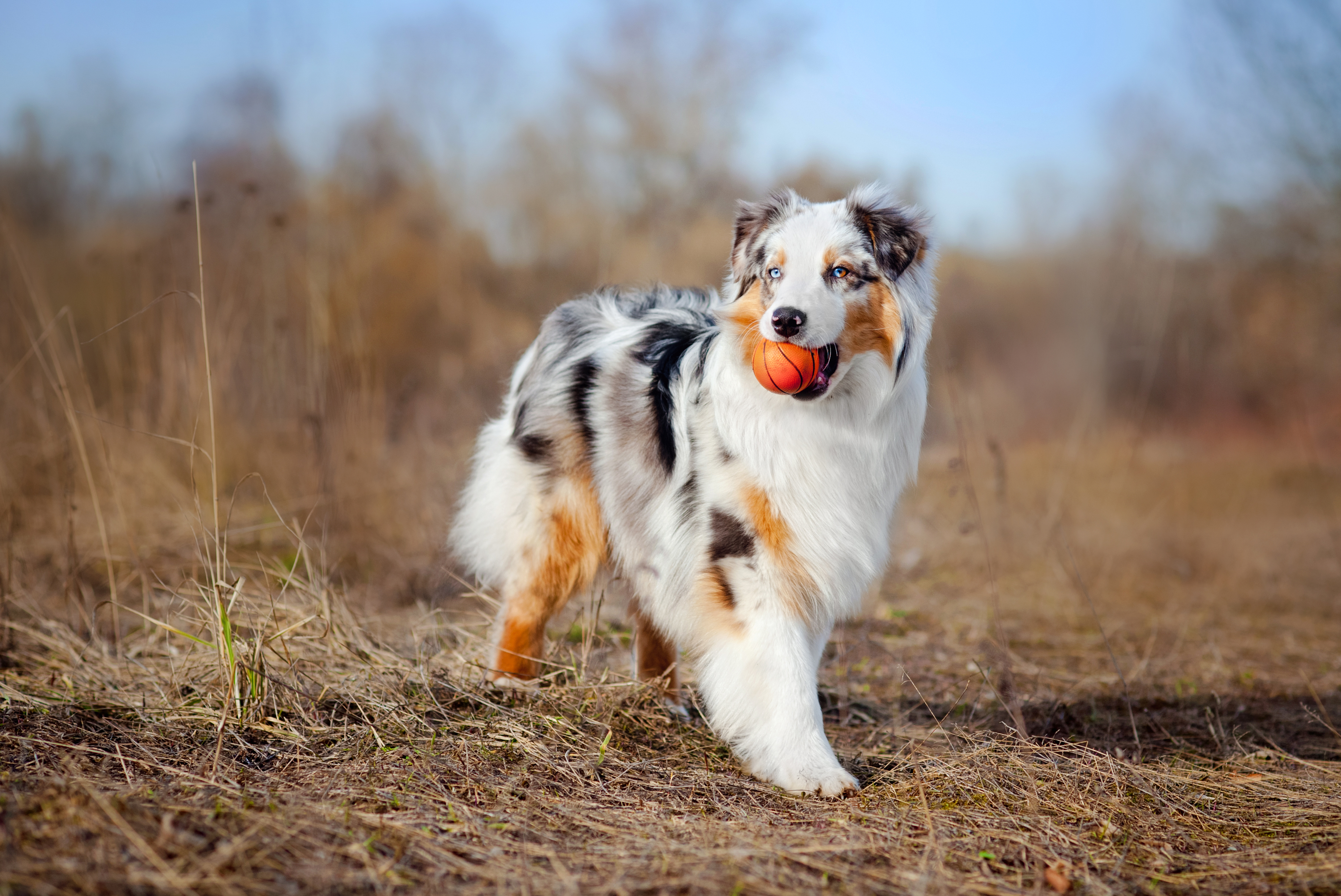 Dog with ball