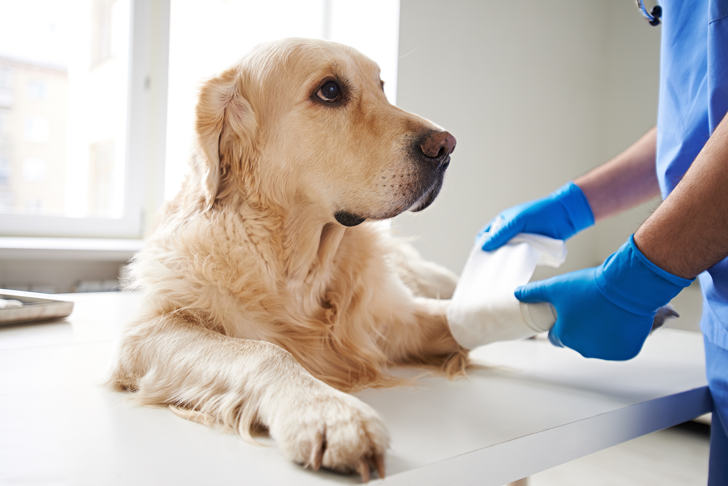 dog getting paw wrapped