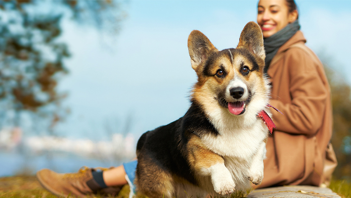 Woman and corgi at the park
