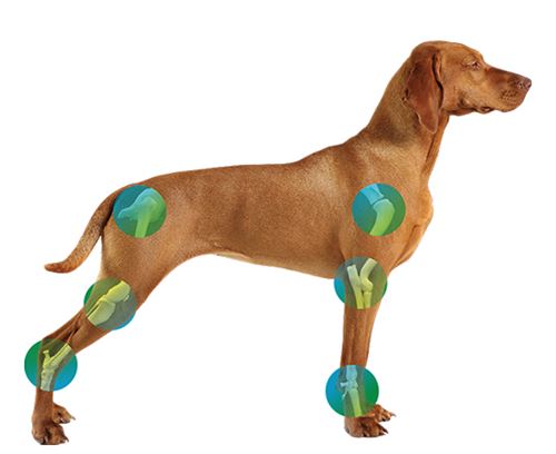 dog diagram with bones