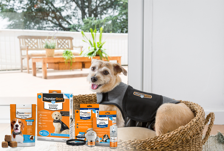 scruffy dog with ThunderShirt items