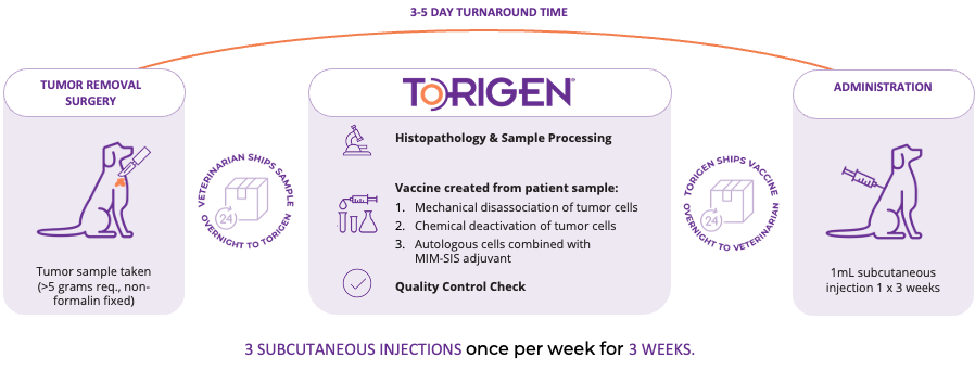 Graphic representing the Torigen cancer treatment process