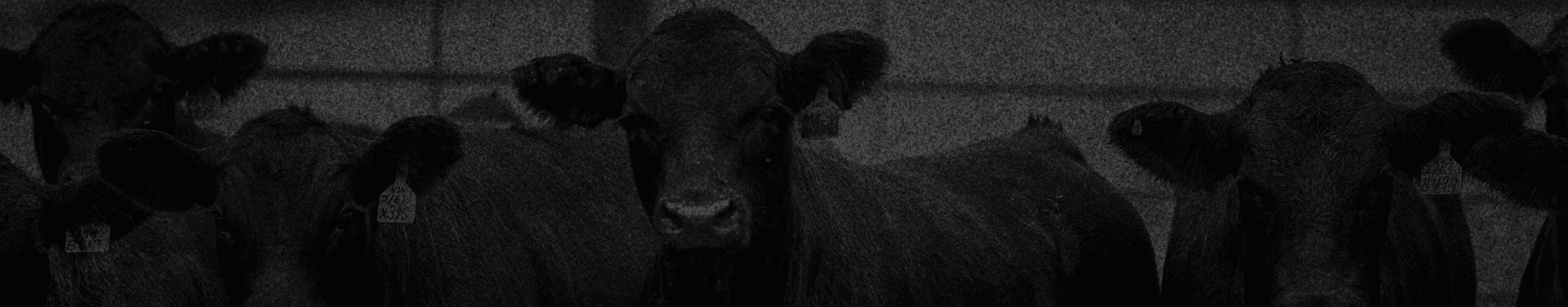 Black and white image of cows