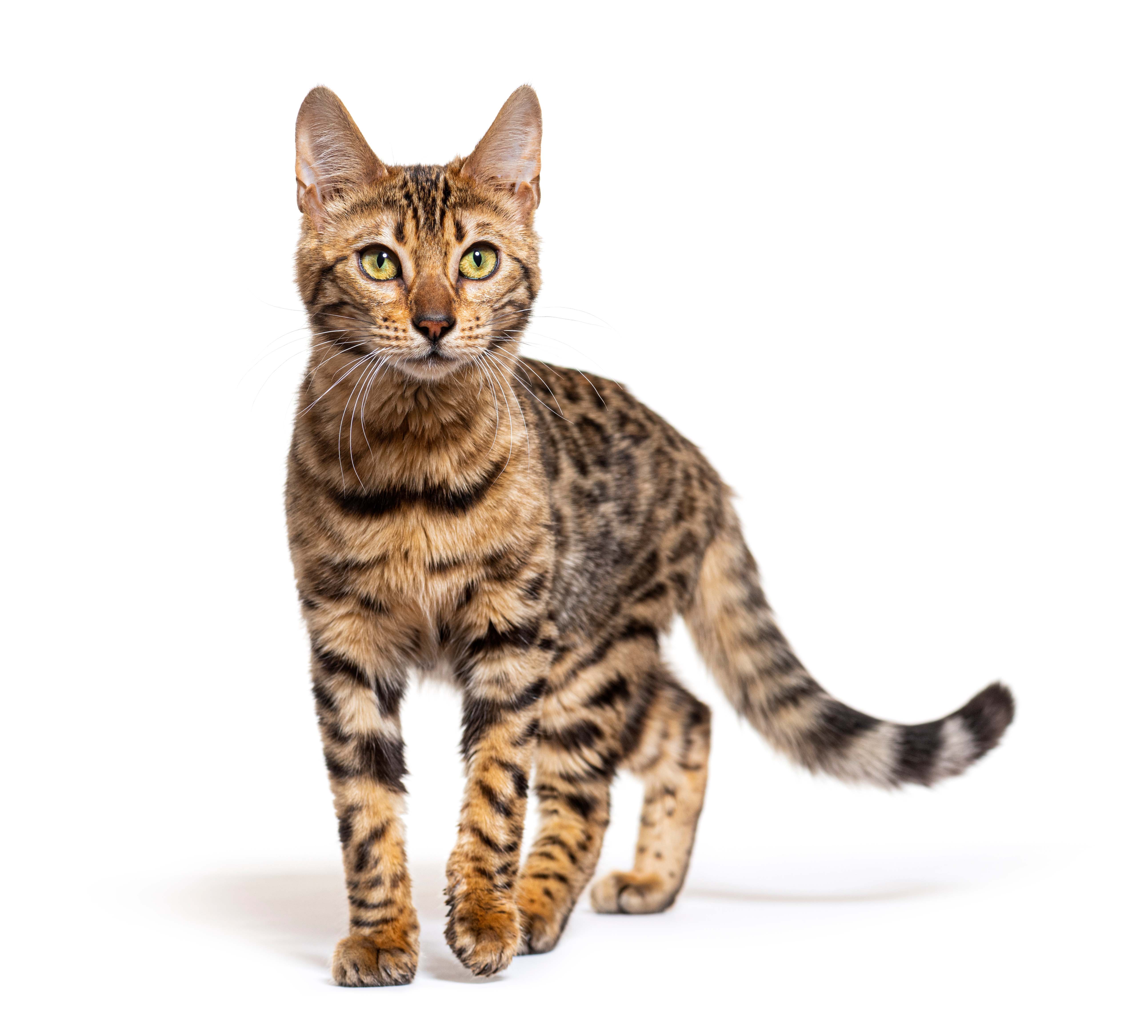 cat with leopard spots