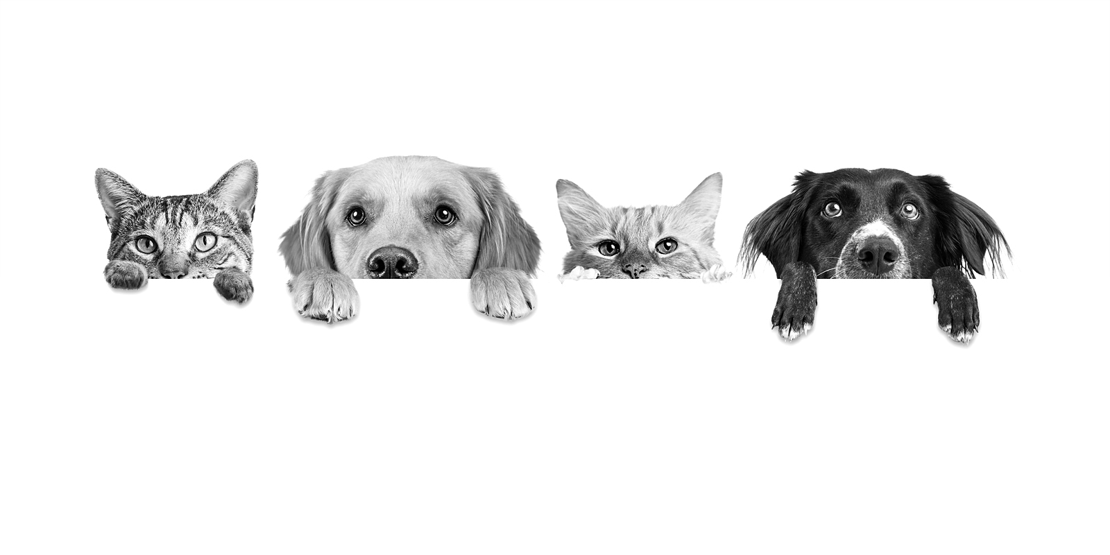 dog and cats with paws on table