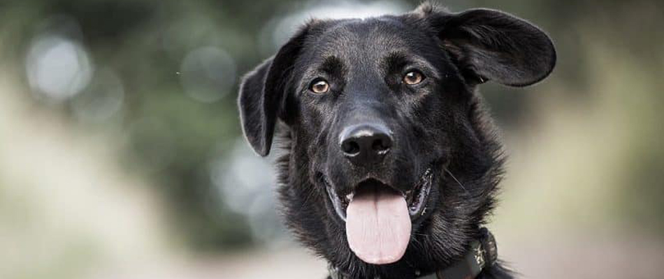 black dog