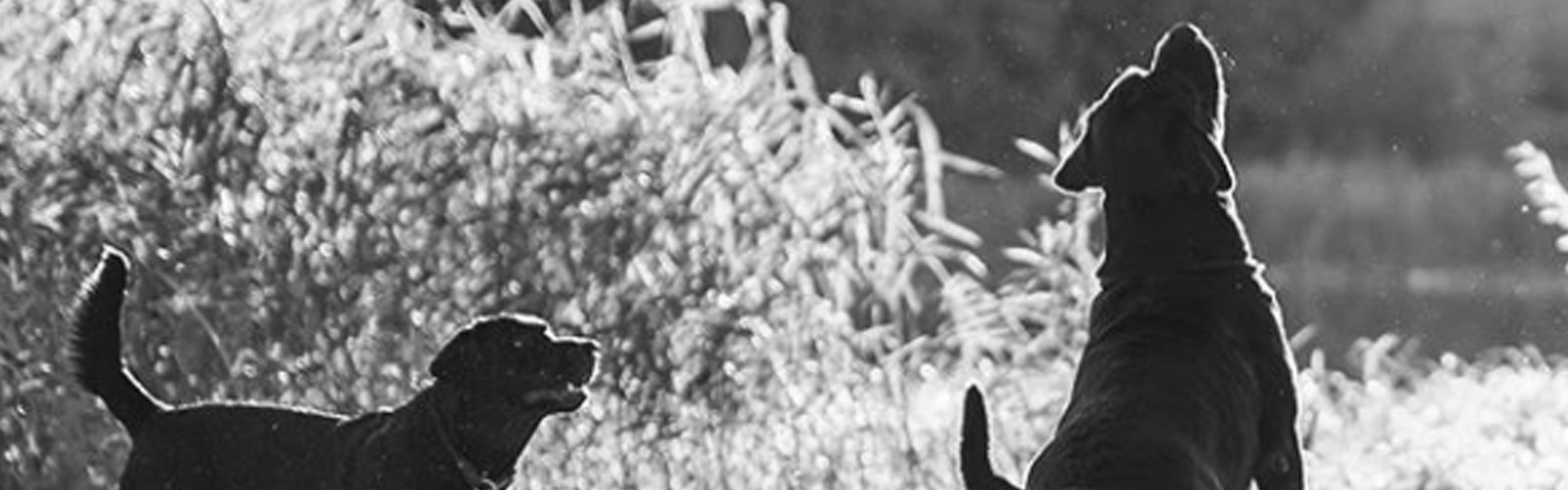 Dogs playing and jumping by a river