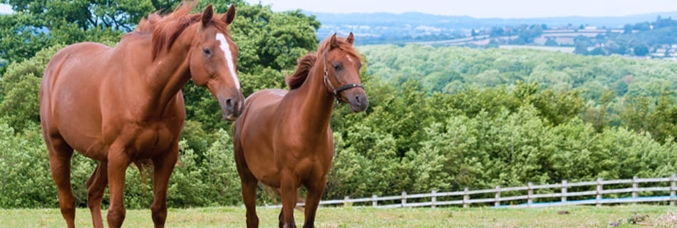 two horses in a field