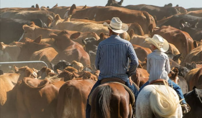 Livestock Veterinarian Messenger Focus Fall 2023