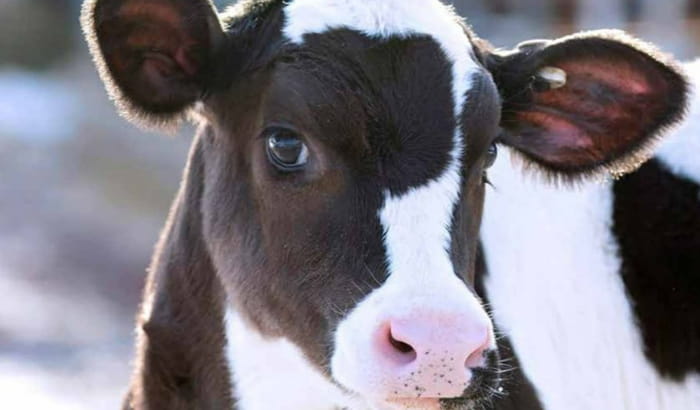 young black and white cow