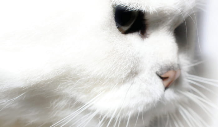 Companion Animal 2022 Issue White Cat on Cover