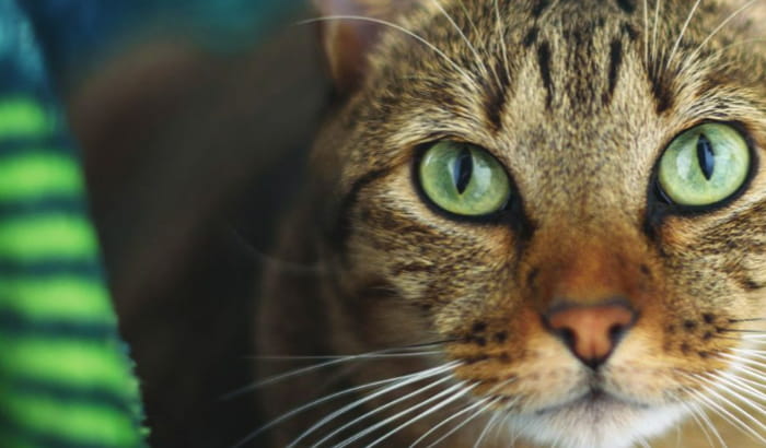 Companion Animal Spring 2023 Issue Cat with green eyes on Cover