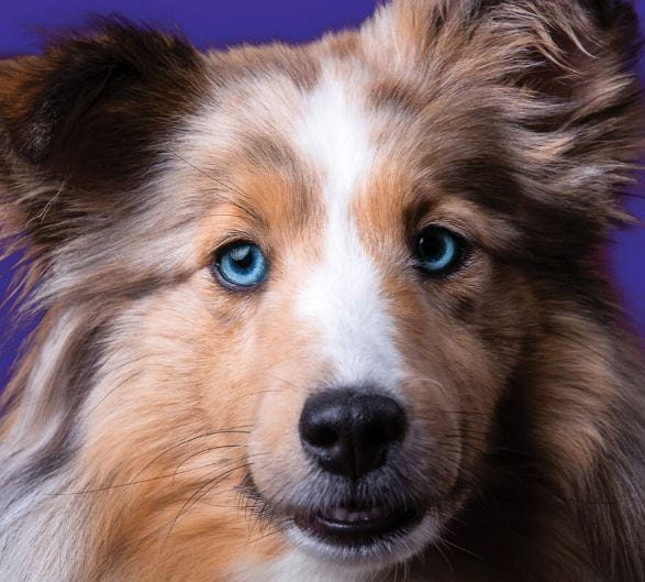 Border collie