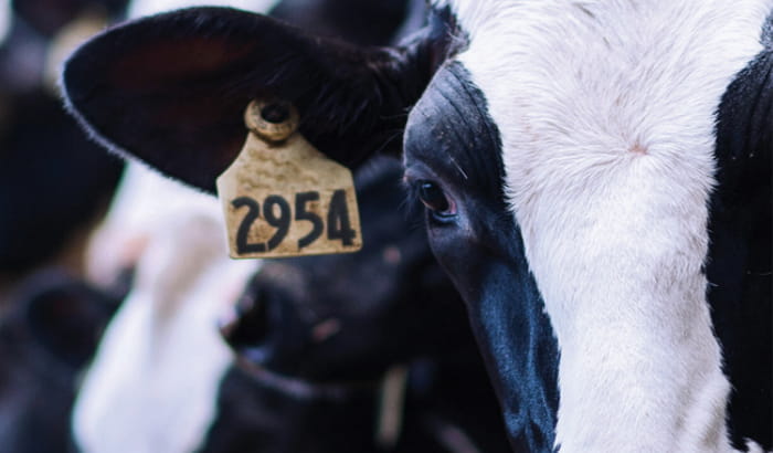 winterspring 2022_livestock_veterinary
