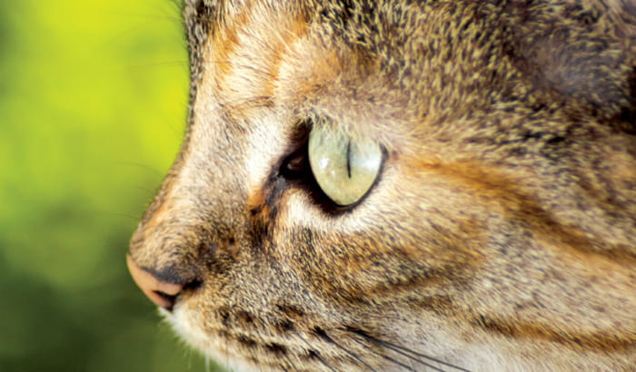 Close-up photo of cat's face and eye